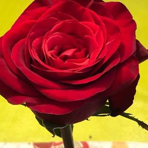 Meet your Posher, Robin